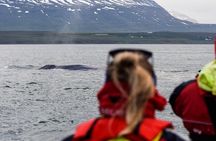 Whale Watching from Downtown Akureyri