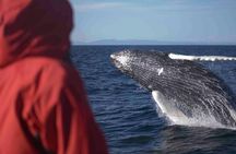 The Original Classic Whale Watching from Reykjavik