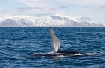 The Original Classic Whale Watching from Reykjavik