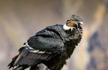 Full Day Condor Viewpoint & Inca Sites Tour - Private Service