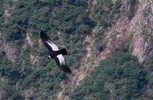 Full Day Condor Viewpoint & Inca Sites Tour - Private Service