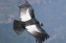 Full Day Condor Viewpoint & Inca Sites Tour - Private Service