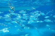 Snorkeling marine protected area Tavolara