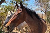 Tour Combo - WRCT Adventures Private Zipline & Horseback Ride
