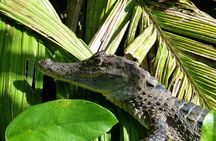 TORTUGUERO MOST POPULAR: Canoe and night tour (Jul-Oct turtle)