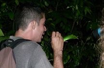 TORTUGUERO MOST POPULAR: Canoe and night tour (Jul-Oct turtle)