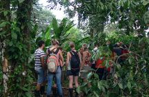 The best of Tortuguero: Canoe, hike and night tour (turtle in Jul-Oct)