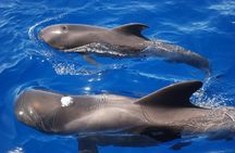 Los Cristianos: Luxury Whale Watch Swim Stop Food & Drinks
