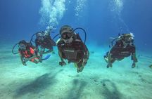 Full-Day Catalina Island Scuba Diving Tour from La Romana