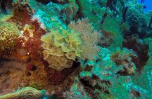 Full-Day Catalina Island Snorkeling Tour from La Romana