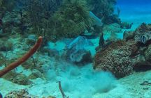 Full-Day Catalina Island Snorkeling Tour from La Romana