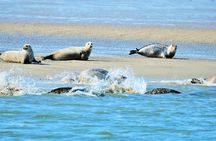 Full day tour to Texel - Friesian Islands - from Amsterdam 