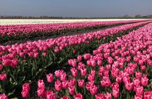 Full day tour to Texel - Friesian Islands - from Amsterdam 
