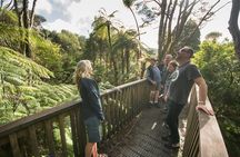 Coast and Rainforest Eco-Tour from Auckland with Lunch