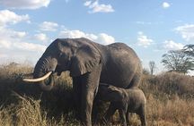 Introducing Kenya Safari Package