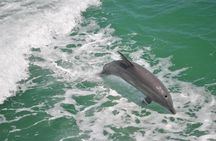 Guaranteed Dolphin Sighting Tour on Tropics Boat Tours