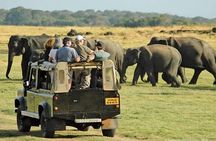 Day Tour from kandy to Sigiriya, Dambulla & National Park safari.