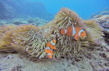 Blue Cave Area Experience Diving!Free feeding & photo images!English and Chinese speaking guide available!1 group with a dedicated instructor 