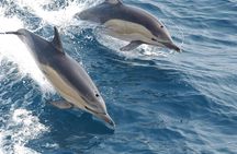 Kizimkazi Dolphin Tour