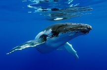 Bora Bora Whale Watching