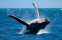 Bora Bora Whale Watching
