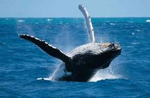 BORA-BORA Private Whale Watching