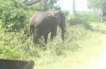 2 Days Safari To Queen Elizabeth National Park with Cruise
