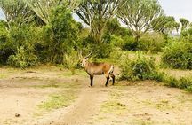 2 Days Safari To Queen Elizabeth National Park with Cruise