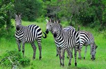 1 Day Lake Mburo National Park Short Safari from Kampala