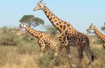 1 Day Lake Mburo National Park Short Safari from Kampala