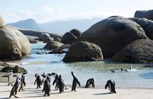 Cape Peninsula and Boulders Full Day Tour with Private Transfer
