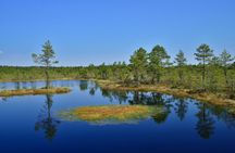 Tallinn Old Town Tour combined with Bog Walk