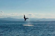 Dolphin Watching Tour - from Golfo Aranci