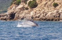 Dolphin Watching Tour - from Golfo Aranci