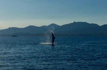 Dolphin Watching Tour - from Golfo Aranci