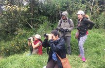 Birdwatching Private Tour at Chicaque Natural Park with Lunch