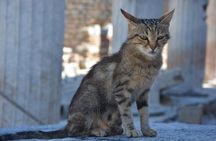 Private Ephesus Shore Excursion