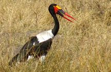 Moremi Game Reserve Day Trip