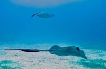 The Original Eco Tour Full-Day Around the Island of Sint Maarten