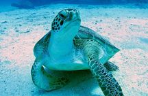 The Original Eco Tour Full-Day Around the Island of Sint Maarten