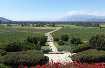 Maipo Valley: Historic Wineries & Classic Reds Tour