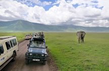 Day trip in Ngorongoro Crater