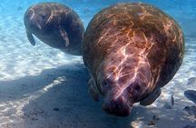Private 'OG' Manatee Snorkel Tour with Guide for up to 10 people