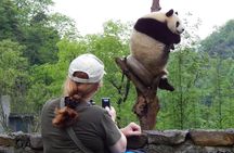 Mini Group: Half-Day Chengdu Pandas Guided Tour