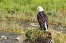 Ketchikan Shore Excursion: Eagle Sanctuary and Rainforest Wildlife Center