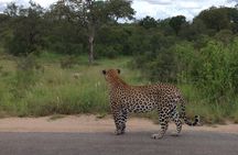 Kruger Park Safari: Guided Day Tour from Nelspruit