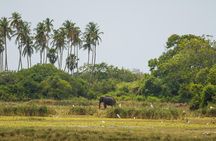 Kumana National park Full day safari 