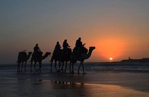3 hours ride on camel at sunset