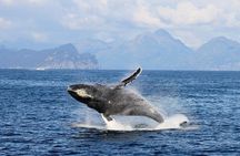 Half day Spring Resurrection Bay & Wildlife Tour from Seward