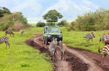 6 Day Tanzania Wildlife Mid range Safari